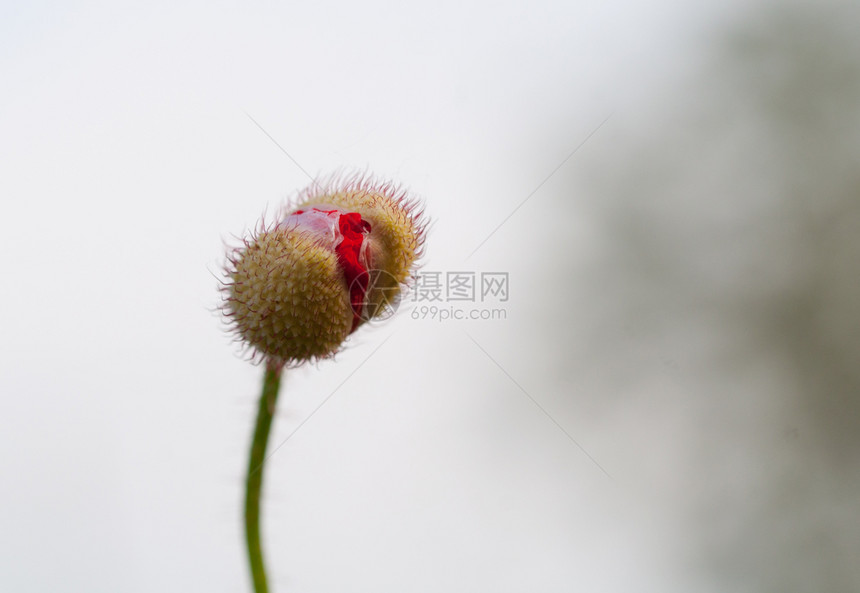 植物美丽的红色天然原生本底芽图片