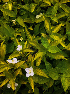 茉花园植物质料树叶白色的地图片