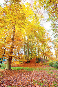 满地落叶的秋季树林图片