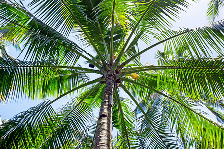 自然树叶印度尼西亚的棕榈树关闭洲热带图片