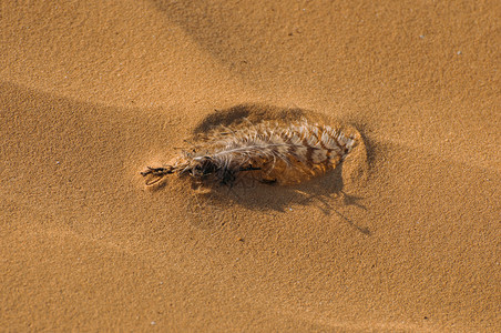 沙中鸟羽毛类海滩沙漠背景图片