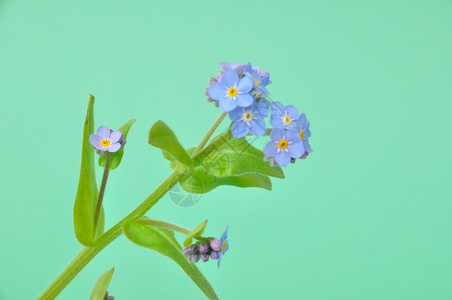 蓝色小花背景图片