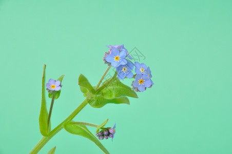 蓝色小花背景图片