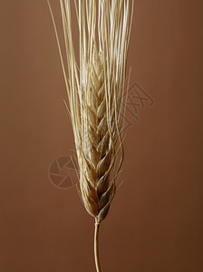 粗俗的棕色背景麦芽种子头谷物图片