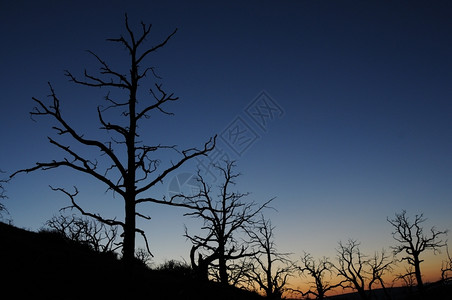 里德米勒日落烧焦的树木沙漠图片