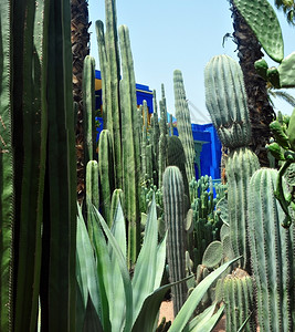 自然马拉喀什市摩洛哥马若雷勒花园地标植物旅游行高清图片