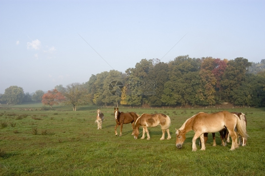 动物草原马兰开斯特县宾夕法尼亚州马匹图片