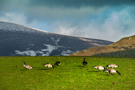 草原上的一群鸭子图片