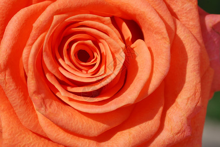 盛开的玫瑰花背景图片