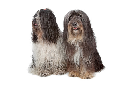 两只泰瑞犬被白狗隔离在色上曾团体梗犬背景图片