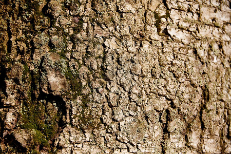 森林苔藓中含苗的树片色调图片