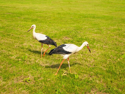 环境绿色草坪上的斯托克动物鸟图片