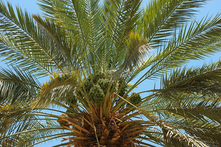 伊朗椰枣绿色椰枣的顶端树叶和不成熟的果实最佳棕榈设计图片
