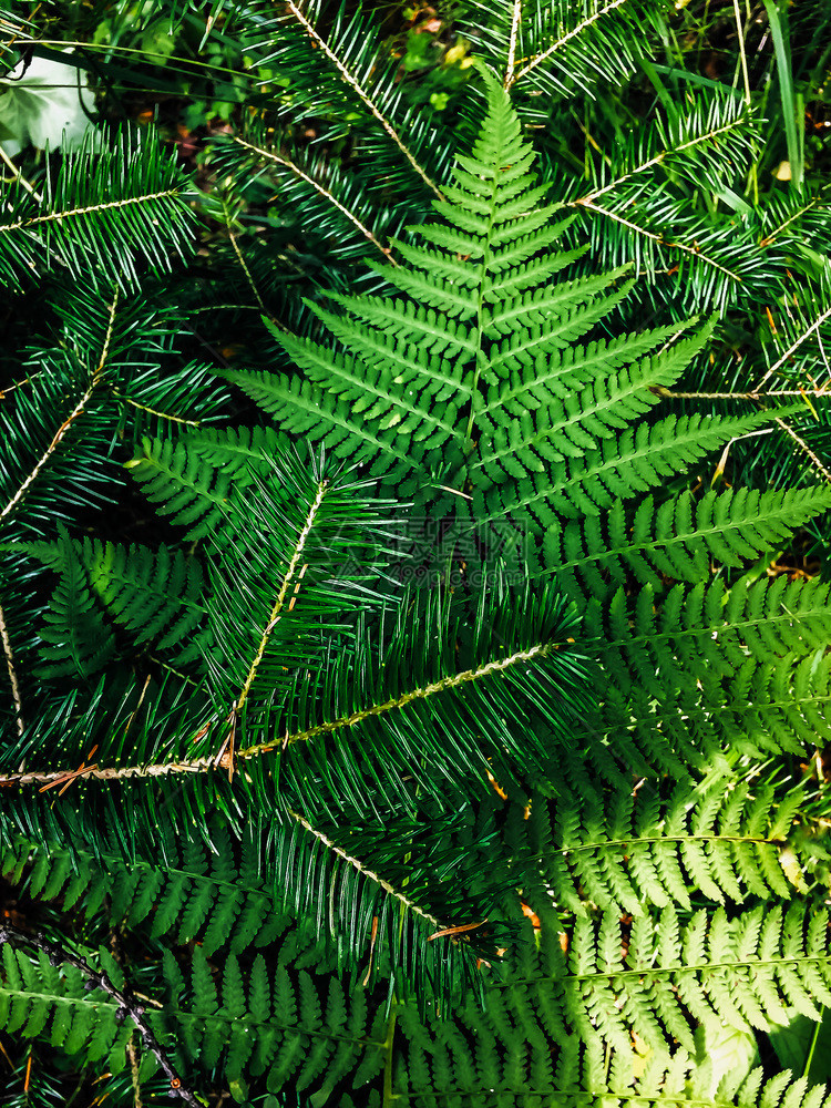植物群森林绿黄树叶纹理松图片
