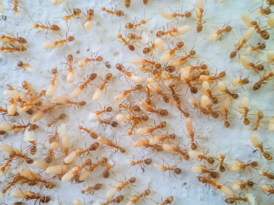 逃脱泰国蚂蚁在移动鸡蛋以逃离洪水红色的图片