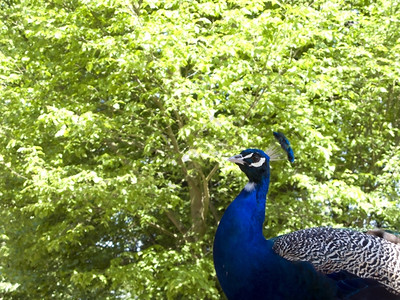 鸟类动物蓝孔雀绿色背景脖子图片