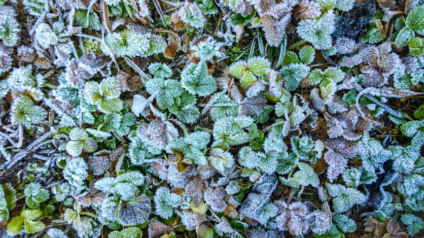 质地绿色上的霜冻和冰自然质冬天图片