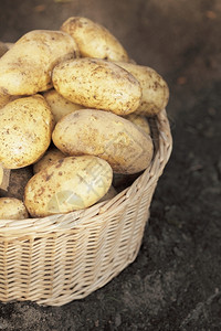 在篮子中收获的脏土豆柳条肮的一种图片