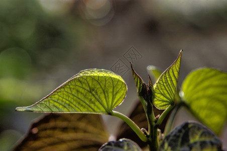 花朵里德米勒树叶甜土豆藤背景图片