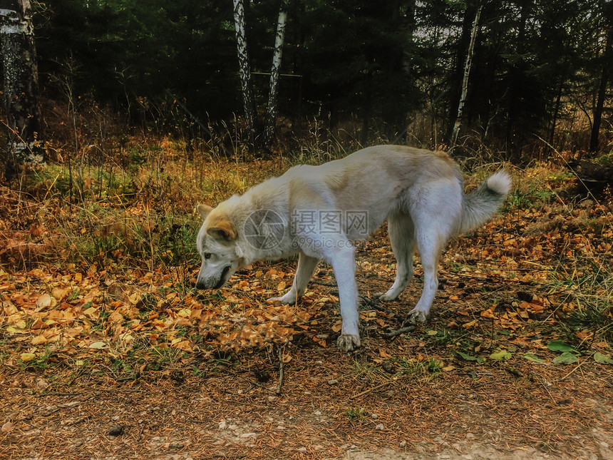 沙哑国内的家养狗哈斯基自然图片