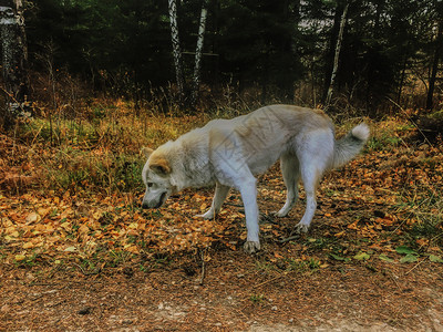 沙哑国内的家养狗哈斯基自然图片