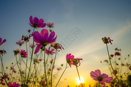 日落时的鲜花背景图片