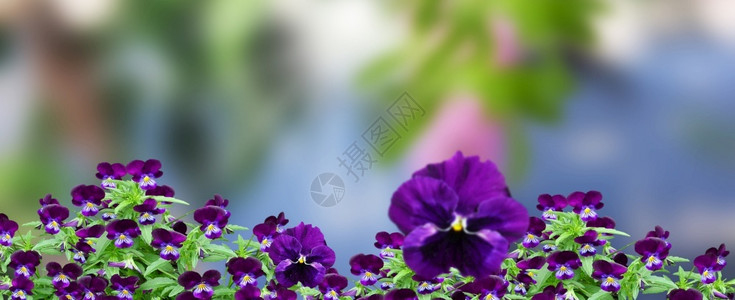紫外线季节植物开花背景图片
