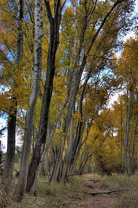 秋季的黄色山林高清图片