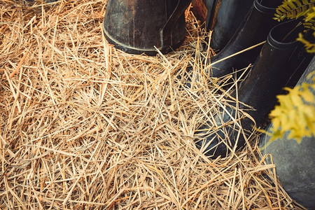 稻草农业园艺以干黄色棕褐草种菜和农作背景制成的靴子图片