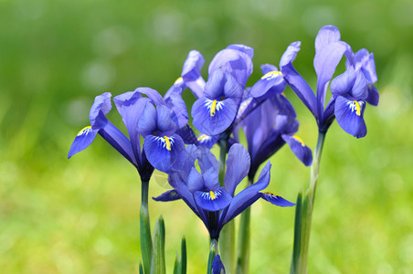 蓝色的美丽花朵图片