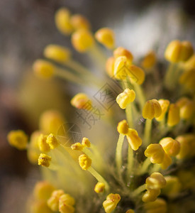 柳絮黄花粉猫皮极近贴上黄花粉盛开拉脱维亚图片