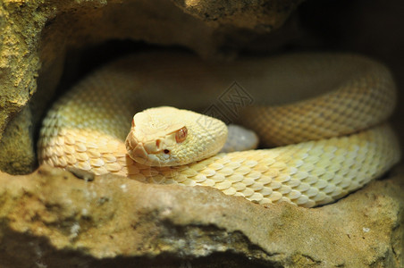 响尾蛇背景图片