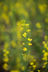 春天黄色的花朵背景图片