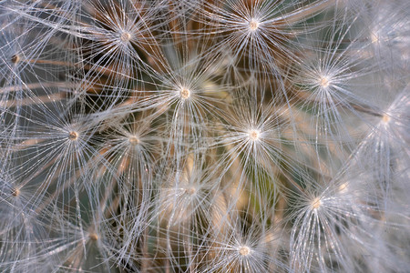 Dandelion空气种子近镜头的抽象模式自然花的背景图片