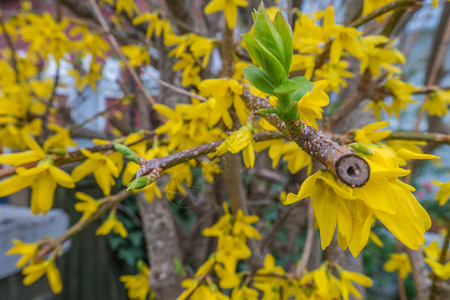 衬套连翘新鲜的春时灌木丛上美丽的福塞西亚黄色花朵图片