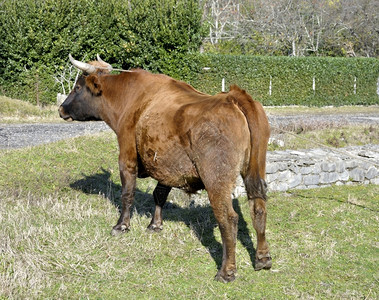 自然棕色的国内角牛图片