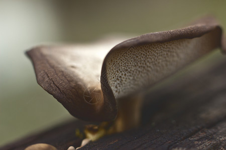 自然结构体黑色的蘑菇背景图片