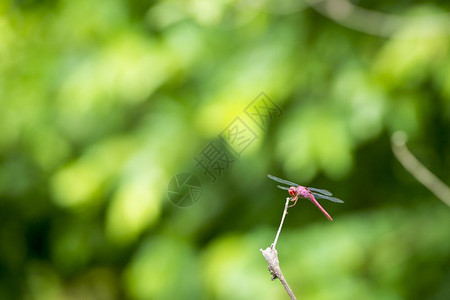 树枝上的蜻蜓背景图片