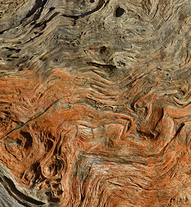 木头质地树背景装饰风格图片