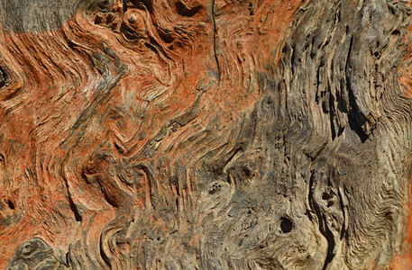树背景质地材料抽象的图片