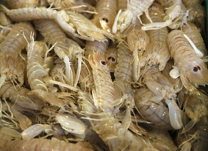 鱼条毯子毯子市场上许多甲状腺动物的卡诺基甲壳类照片残酷的鱼背景