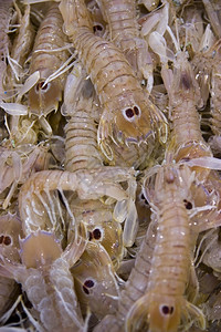 残酷的餐饮市场上许多甲状腺动物的卡诺基甲壳类照片食物背景图片