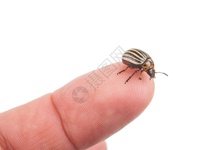有条纹的摄影科罗拉多马铃薯甲虫在手指上科罗拉多州背景图片