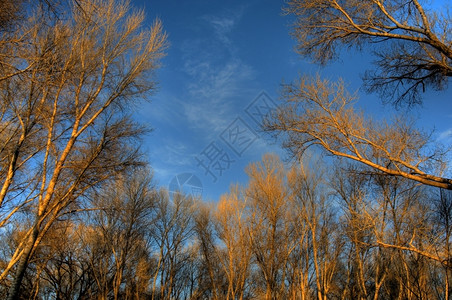 日落时的棉花木桑树杨图片