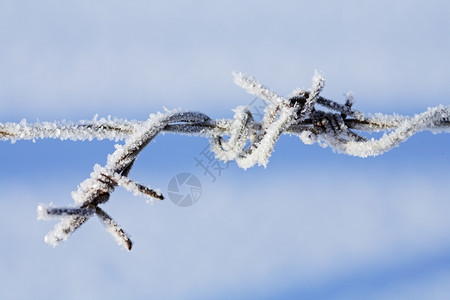 树枝上的雪花图片