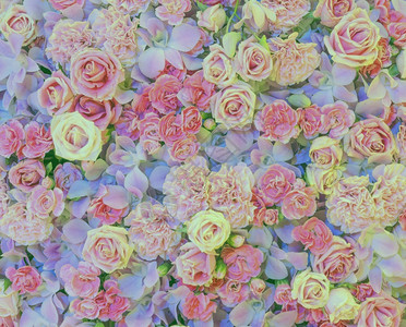 玫瑰康兰和花的粉背景美丽色康乃馨图片