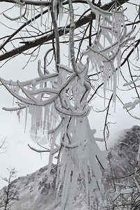 被雪覆盖的树枝背景图片