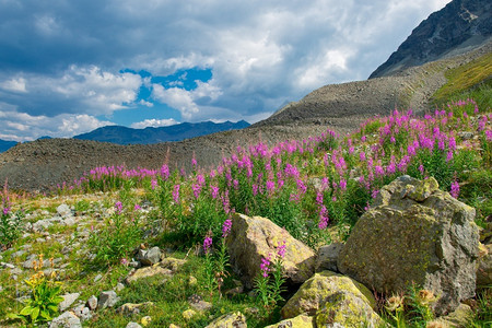 山顶上的花朵和岩石图片