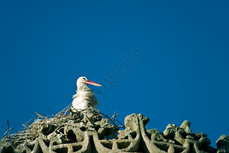 野生动物鹳图片