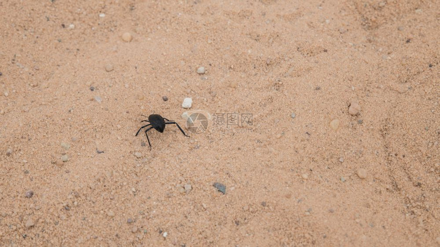 荒野干旱沙漠中白云干荒中的昆虫干沙漠中是西草昆虫动物腿图片